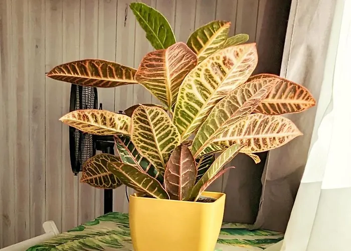 בית נופש Single Fin Conil קוניל דה לה פרונטרה