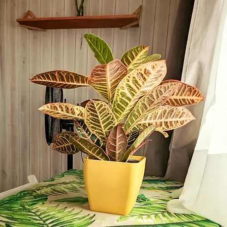 Будинок відпочинку Single Fin Conil Коніль-де-ла-Фронтера